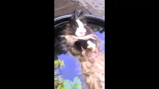 JaJaBinx (Bunny) Cute bunny swimming