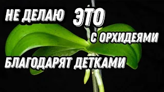 ☝️ Как ИЗ ОДНОЙ орхидеи получаю НЕСКОЛЬКО👶 Пара месяцев и готовы к цветению🤔 Самый БЫСТРЫЙ СПОСОБ.👍