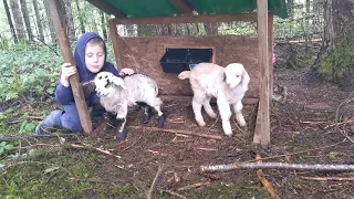 Baby Goats, Piles of Mushrooms, and Crazy Oregon Weather