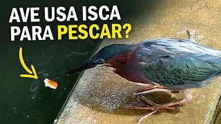 AVE QUE PESCA USANDO PÃO como isca! Ornitológo Responde#19 #ornitologoresponde