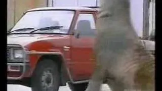 Walrus/Elephant Seal Smashes Into Cars