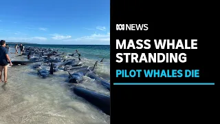 More than 20 pilot whales die after a mass stranding in Dunsborough | ABC News