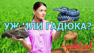 Опасен ли уж (Natrix natrix) для человека и как отличить его от гадюки (Vipera berus), нападет ли уж