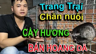 Trang Trại Chăn Nuôi Cầy Hương Bán Hoang Dã - Chồn Hương Giống Miền Nam | Chăn Nuôi Việt