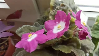 Мои фиалки и стрептокарпусы/ Алоказия цветет/My African violets and streptocarpuses/Alokasia blooms