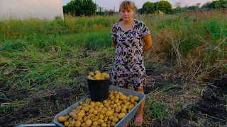 ХОРОШО ОТДОХНУЛИ.  ПОРА КОПАТЬ КАРТОФЕЛЬ. КУПИЛИ БОЛЬШУЮ КРОВАТЬ.  ИЗ ГОРОДА В ДЕРЕВНЮ 418 серия