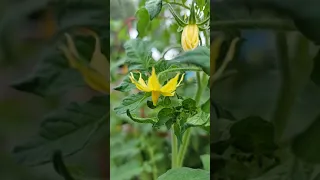 Tomato Pollination Trick #shorts