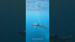 Blacktip Shark is swimming around the Fish Eye Underwater Observatory.