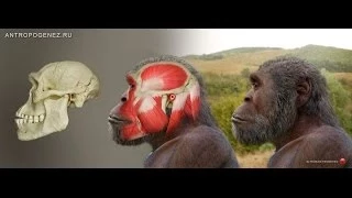 Эти таинственные ранние Homo. Станислав Дробышевский