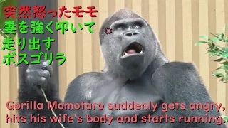 Gorilla Momotaro suddenly gets angry, hits his wife's body and starts running.【kyotocityzoo】