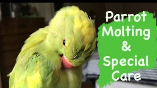 Parrot Molting Season and How to Care for your Bird during a Molt | What is Molting?
