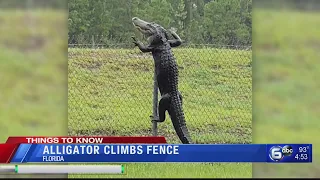 Alligator climbs fence in Florida