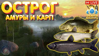 Острог - Амур, Карп 🔥 Розыгрыш ПРЕМОВ 🔥 Рулетка 🔥 Турниры 🔥 Русская Рыбалка 4 стрим рр4 #896