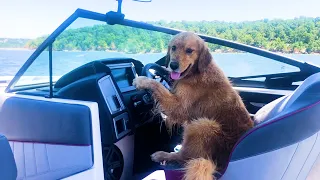 FUNNIEST Golden Retrievers 🤣| BEST Compilation