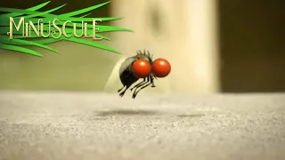 Minuscule - mouche folleMad Fly (Season 1)_R