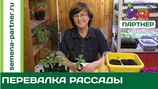 Как просто и легко делать перевалку рассады. Полезные советы для огородника.