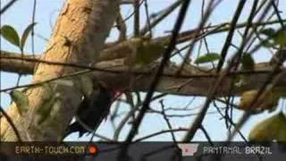 Woodpecker hammers away