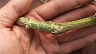 Прививка Арбуза / grafting of watermelon