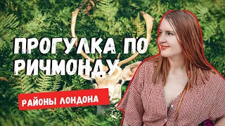 ОЛЕНИ В ЛОНДОНЕ? ГУЛЯЕМ ПО РИЧМОНДУ | РАЙОНЫ ЛОНДОНА И ЖИЗНЬ В АНГЛИИ