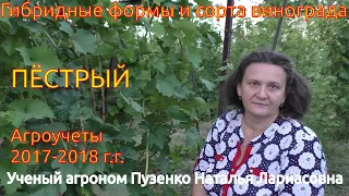 Виноград ПЕСТРЫЙ - участок Пузенко Натальи Лариасовны