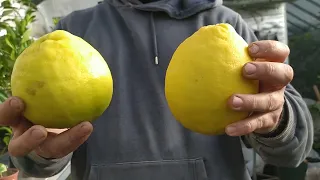 Пандероза, Голандський, Київський - порівнюємо 🍋🍋🍋