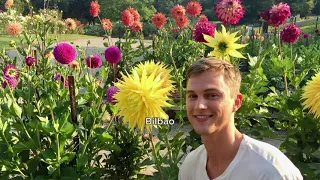 Roberta's 3-Piece Tubers Dinner Plate Dahlias Live Plants on QVC