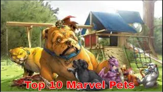 Top 10 Marvel Pets from Marvel Comics | Marvel Manager |