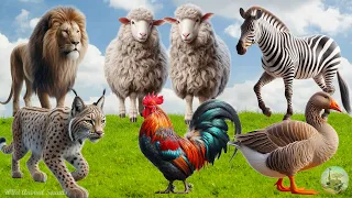 Wild Animal Sounds In Nature: Lion, Rooster, Lynx, Sheep, Zebra, Goose,... | Animal Moments