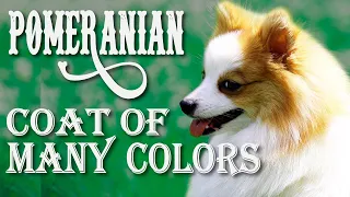 Coat of Many Colors💥Pomeranian Dog Breed Facts✅