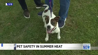 How to identify heat exhaustion in pets