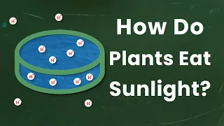 What turns sunlight into chemical energy?