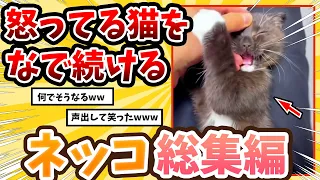 【2ch動物スレ総集編】飼い主に怒ってるネッコをなで続ける → 予想外の反応www/ネッコ300選！