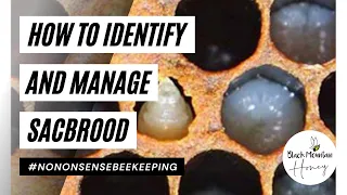 What Is Sac Brood - How to Identify and Manage Sacbrood