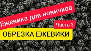 Ежевика для новичков. Часть 3. Обрезка ежевики.