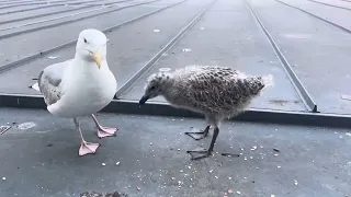 小海鸥