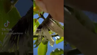 Pollinating passion fruit in Las Vegas.