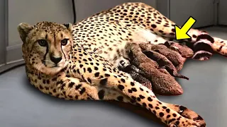 Cheetah Gives Birth to 5 Cubs, But Then The Staff Starts To Scream When THIS Happens!