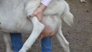 Коза с девичьим молоком. ЛПХ Марины Каманиной