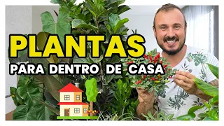 As melhores PLANTAS para ter DENTRO DE CASA