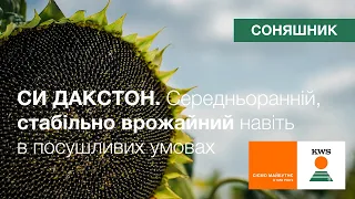 Середньоранній СИ ДАКСТОН. Врожайний навіть в посушливих умовах. Стійкий до хвороб | Соняшник