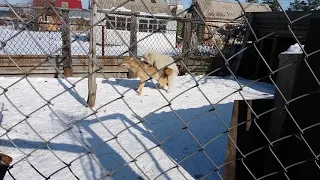 самоед vs волчица) собака vs волк)