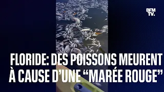 Des milliers de poissons meurent en Floride à cause d’une “marée rouge”