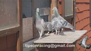 what you need to know before you start up with racing pigeons