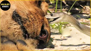 Scary! Venomous Snake Defeats Lion With Horrible Bites | Animal World