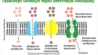 Биология. Часть 4. Транспорт веществ. Эндоцитоз. Экзоцитоз