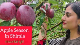 Apple Season in Kotkhai, Shimla | Apple Plucking, Grading and Packing | Mountain Girl