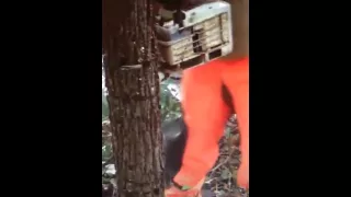 Girdling Walnut Trap Trees