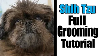 Shih Tzu Full Grooming | Short Summer Haircut
