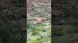 Aoudad Ram sneaks up on us