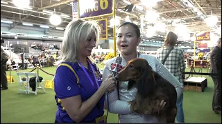 "Presley" the Dachshund (Longhaired) Westminster Kennel Club Dog Show 2020